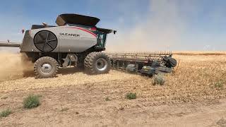 Cutting a sample to start off harvest