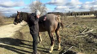 Дуже Добра Кобила на Продажу