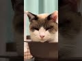 猫鍋に入っているのんちゃん 250109 猫 cat