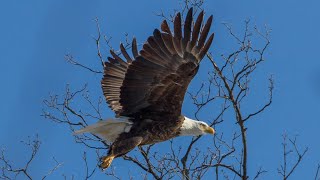 Late April Spring Migration Bird Photography