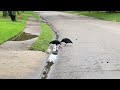 Vultures eating dead Animal in the neighborhood streets