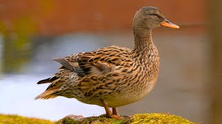 Female Gadwall Duck Preening / Grooming on a Rock [4K]