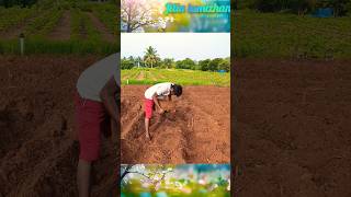 🥲நாம நினைக்கிறது எப்பவும் நடக்கல #agriculture #villagelife #jilla #vivasayam #shortsfeed #shorts