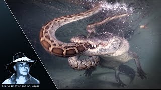 Alligator Attacks Python Underwater 01