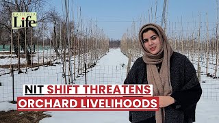 NIT Shift Threatens Orchard Livelihoods