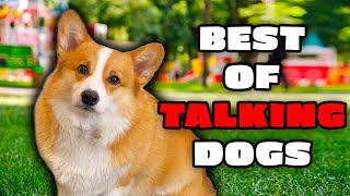 Best Talking Dog Videos (Spring 2023)