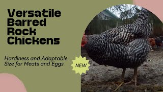 🐔 Meet the Barred Rock Chickens: The Zebra-Striped Beauties of the Coop! 🦓🌿 #BarredRock #Chickens