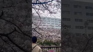 #Sakura #桜 花見散歩 #tokyo #中目黒