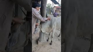 Ouk Vantha Cattle Treatment | វិធីសាស្រ្តចាក់ថ្នាំគោ ងាយៗដោយខ្លួនឯង