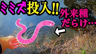 外来魚がウジャウジャいる水路にミミズを投入すると…