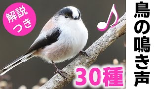 冬に聞く！鳥の鳴き声30種【解説】