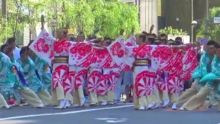 銀座柳まつり 舞華 2016 Ginza Willow Festival Yosakoi Maika