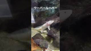 ウーパールーパー（登別マリンパークニクス）