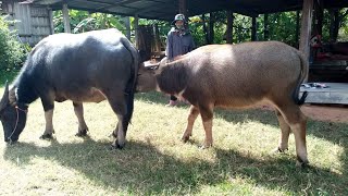 เปิดราคาควายงามหน้าคอก ขายควายแม่ลูกตัวเมียทายาทเสี่ยเบิ้มพันล้าน แม่ท้องพ่อดาวเหนือ #ชายอิสระ