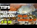 TIPS MERAWAT IKAN LOUHAN DARI SIZE 2-3CM SAMPAI 7CM.