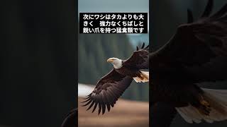 タカ　ワシ　トビの違いとは？　#タカ #ワシ #トビ#タカとワシの違い#ワシとタカの違い#タカとトビの違い#トビとタカの違い#猛禽類#タカの種類#ワシの種類#トビの種類