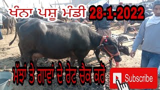 #ਖੰਨਾ ਪਸ਼ੂ ਮੰਡੀ #gaggi4342