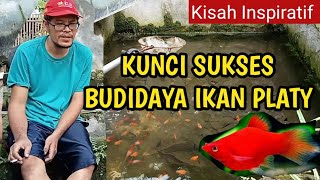 Cara Budidaya Pemijahan Ikan Platy Agar Hasilkan Cuan