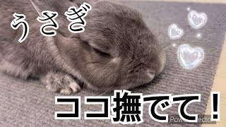 【撫でると】うさぎさんのスウィートスポット【ハッピー】