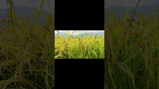 Soundscape - Rice Field, Miyakonojo, Miyazaki / 音風景 - 宮崎県都城市・稲田