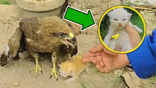 Falcon Adopts Baby Cats After They Lost Their Mother💔