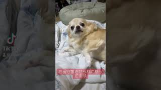 お留守番させられてお怒りのチワワAngry dog house-watching