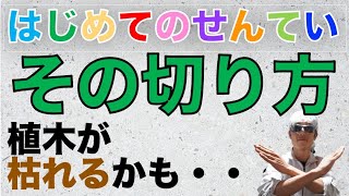 その切り方植木枯れます［4種類の道具と枯れない切り方］