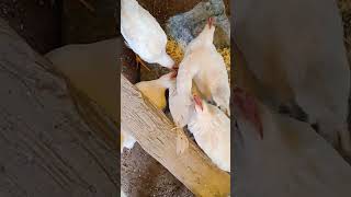 EP 48.7 Special Chicks#baby #short #chicken #chicken #former#murga#deshi#free