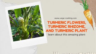 Turmeric flower, turmeric rhizome, and turmeric plant - learn more in this video!