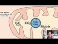 acetyl coa formation