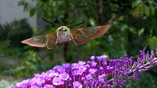 Sphinx colibri .