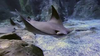 Diving with Sharks in Istanbul Aquarium