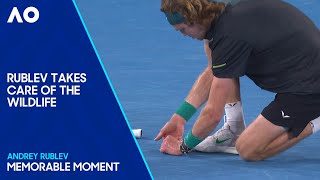 Andrey Rublev's Bug Blitz | Australian Open 2024
