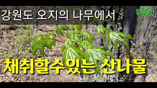 산야초탐사6.강원도 오지의 나무에서 채취할수있는 산나물  들뫼곳간 나물이야기