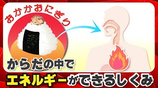 【3分でわかる】からだの中でエネルギーができるしくみ