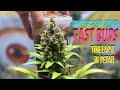 TimeLapse Autoflower Cannabis - Autoflowers Indoor Seed to Harvest in Detail