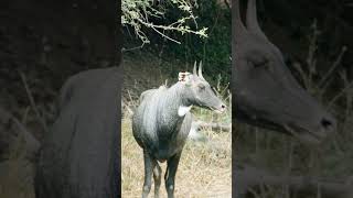 Nilgai facts #facts #endangeredspecies #indianwildlife #amazingfact #nilgai