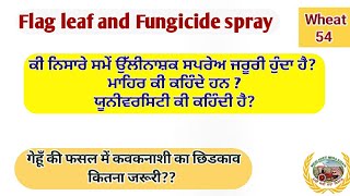 Flag leaf and Fungicide spray ! ਕੀ ਨਿਸਾਰੇ ਸਮੇਂ ਉੱਲੀਨਾਸ਼ਕ ਜਰੂਰੀ ਹੈ!