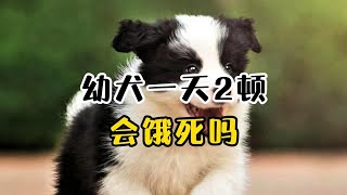 幼犬一天2顿，会不会饿死？