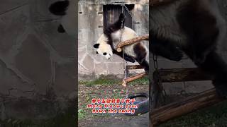 Mang Xiaowu spun down the swing莽小五旋转着下秋千 #pandalife #chinesepanda