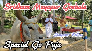 Spacial Go Puja || Sridham Mayapur Goshala