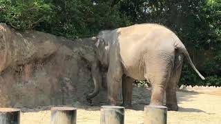 閉園中の動物たち　サリーさんの砂浴び（2020.05.06撮影）★到津の森公園