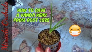 How to save a vanda keiki from root loss