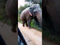 වස්ගමුවේ වල් අලි srilanka amazing viral wildlife youtube shorts video