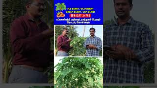 🔴பப்பாளி நீண்ட தூர போக்குவரத்து | Long Distance Transportation of Papaya  #papayanursery