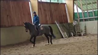 Cheval à vendre - Hongre SF 5 ans - equirodi.com