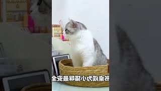 终于明白，给孩子养只小猫咪是做的最正确的一件事！   西瓜视频 #004