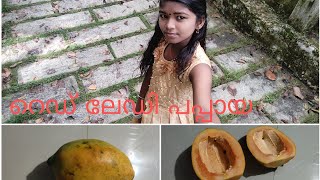 |റെഡ് ലേഡി പപ്പായ നടുമ്പോൾ അറിയേണ്ടതെല്ലാം| Red Lady papaya| #redladypapaya