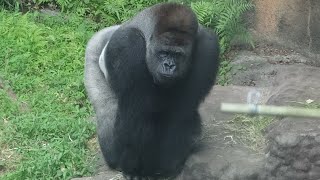 ゴリラのハオコ この日は外に出てくる事が多かった 【上野動物園】Haoko often went outside on this day July, 2022  Gorilla ゴリラ