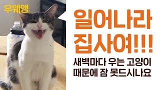 새벽만 되면 우는 고양이, 정말 바꿀 수 있을까?